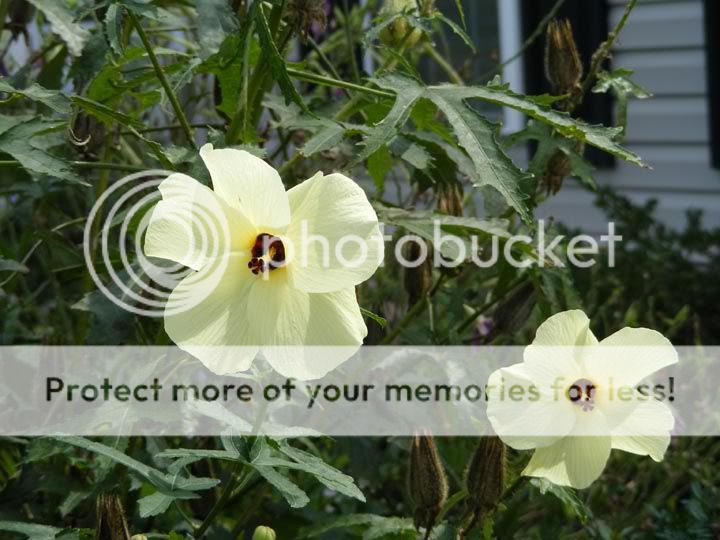 hibiscus blosoms