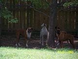 Picture008.jpg My Dogs image by CommanderCyberDragon