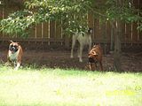 Picture009.jpg My dogs 2 image by CommanderCyberDragon