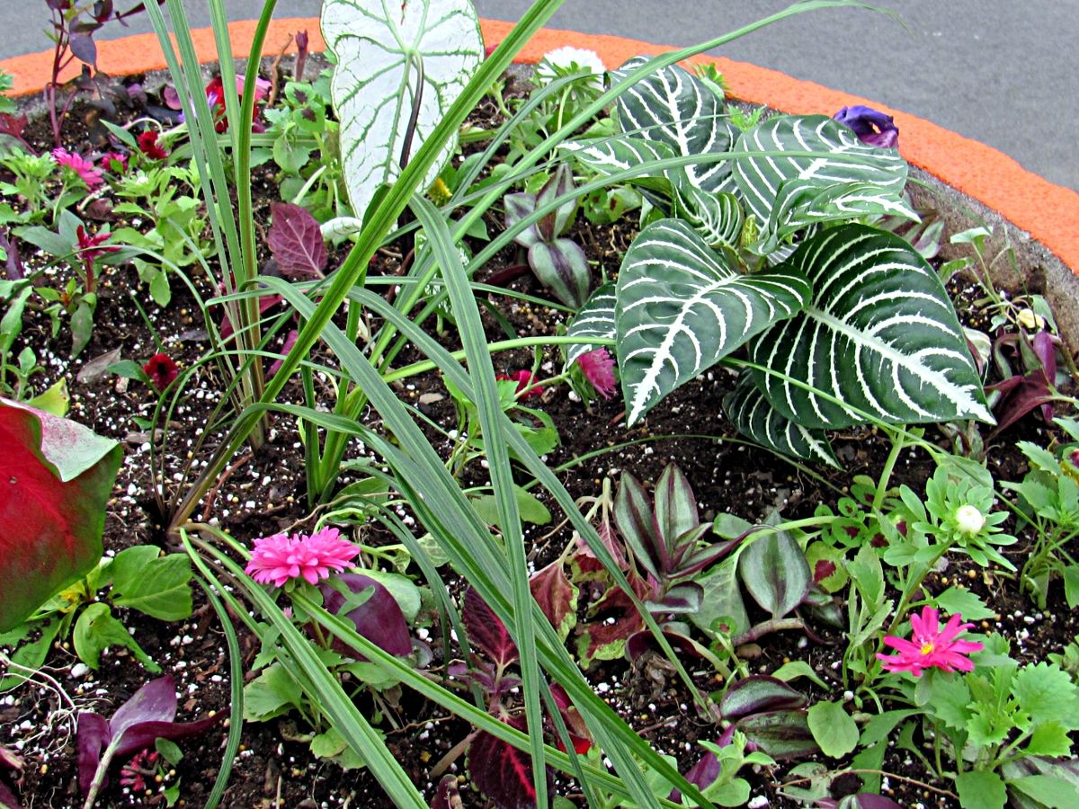 Planter flowers photo IMG_6256a_zps24e59e31.jpg