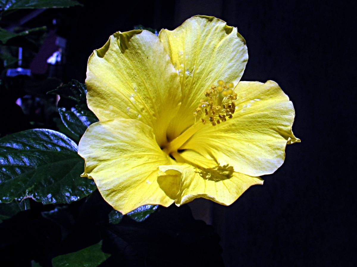 Yellow hibiscus photo IMG_9661a_zpse9b765d4.jpg