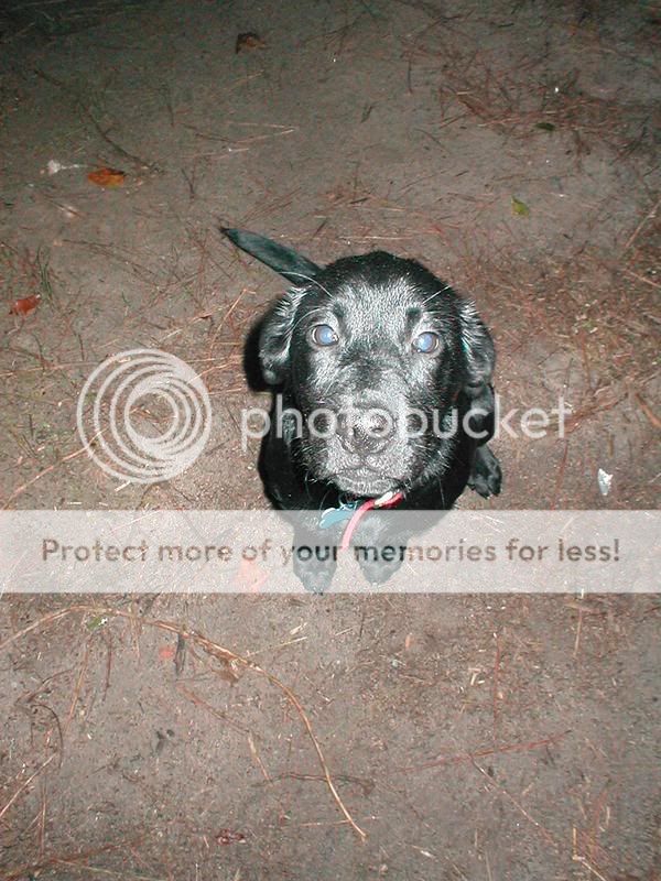 D.O.G Pictures, Images and Photos