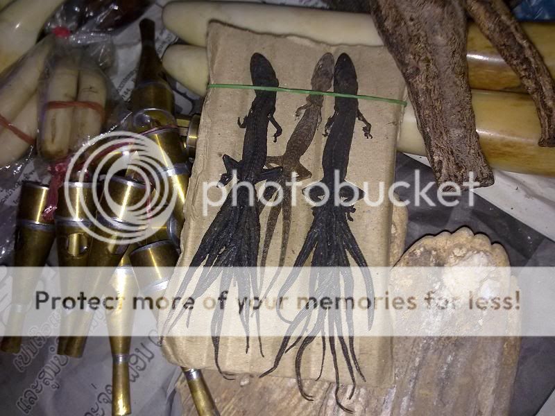 Thằn lằn 9 đuôi ( lạ độc)