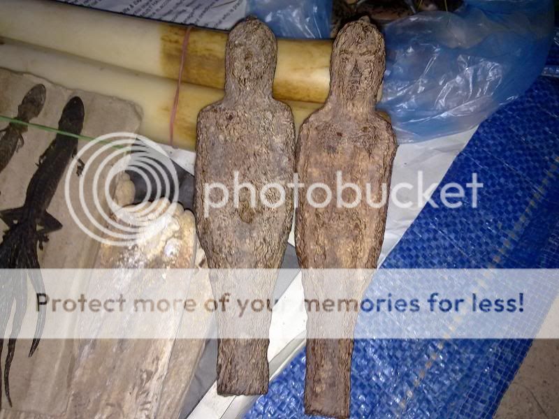 Thằn lằn 9 đuôi ( lạ độc) - 1