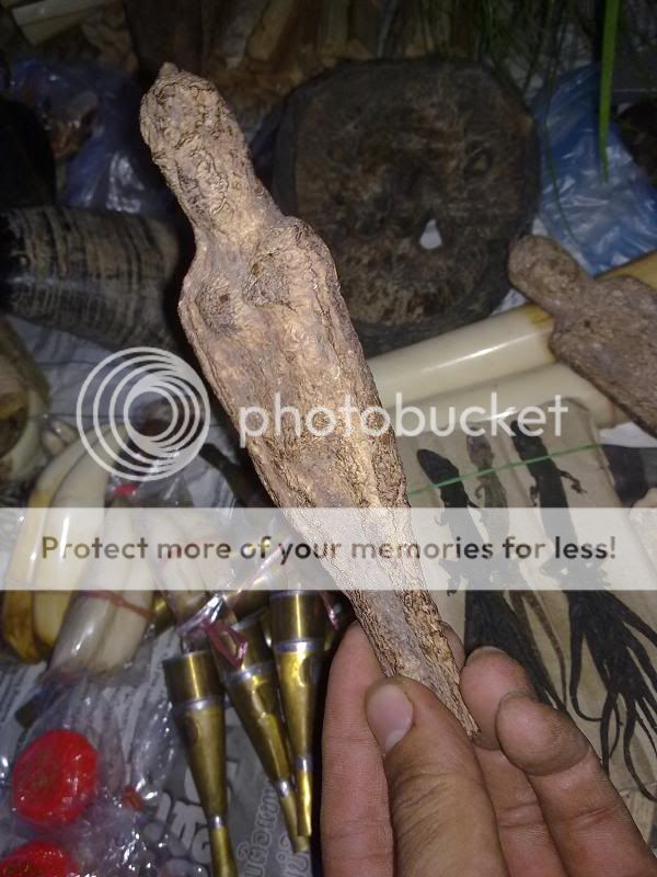 Thằn lằn 9 đuôi ( lạ độc) - 2