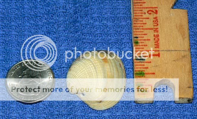 tiny_baby_clam_shell.jpg