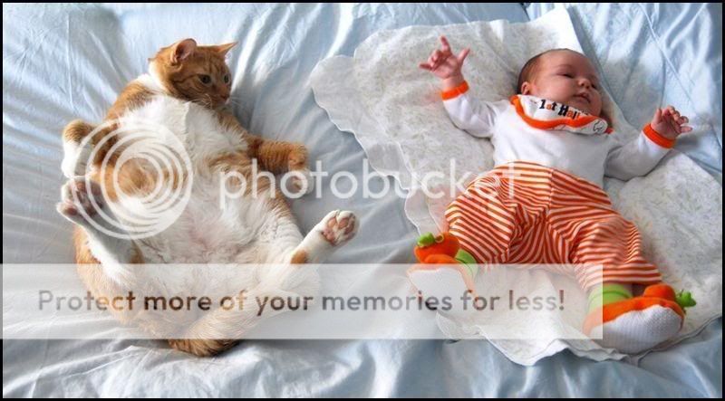 Copycat, Geen commentaar!