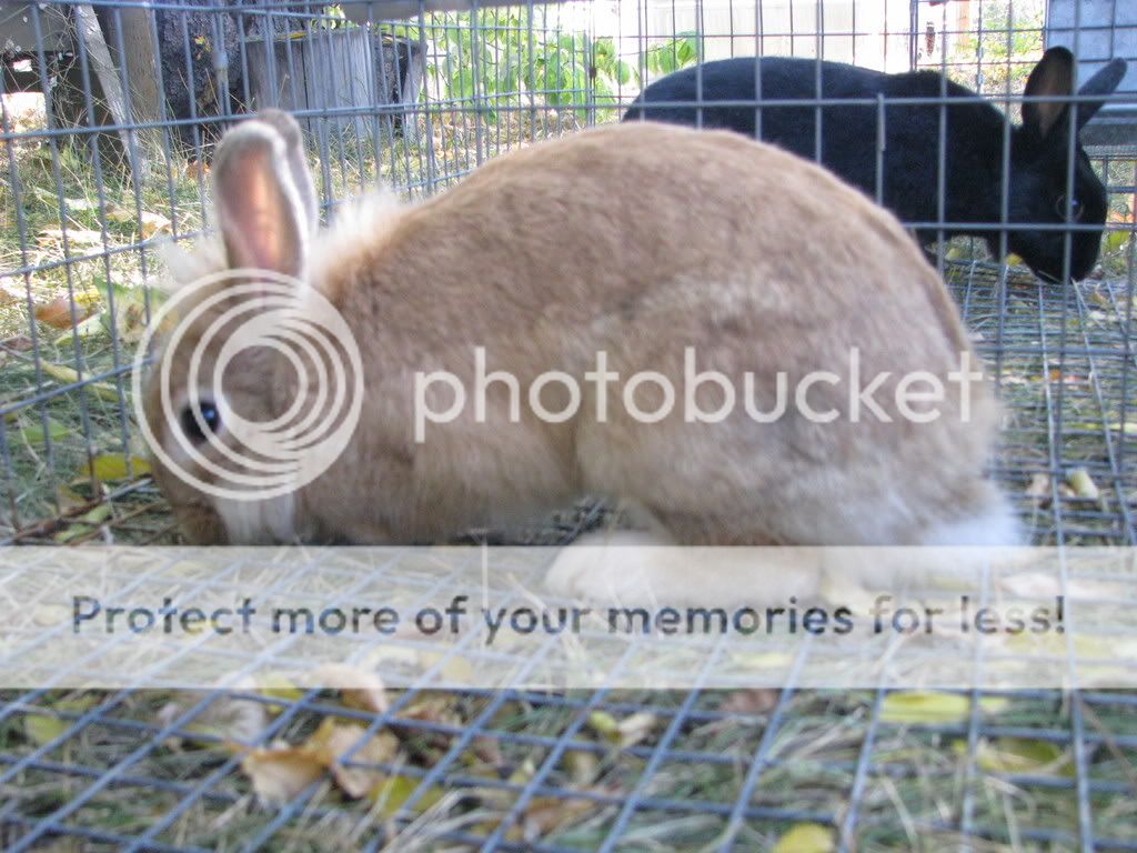 Picture2514.jpg picture by radrabbits