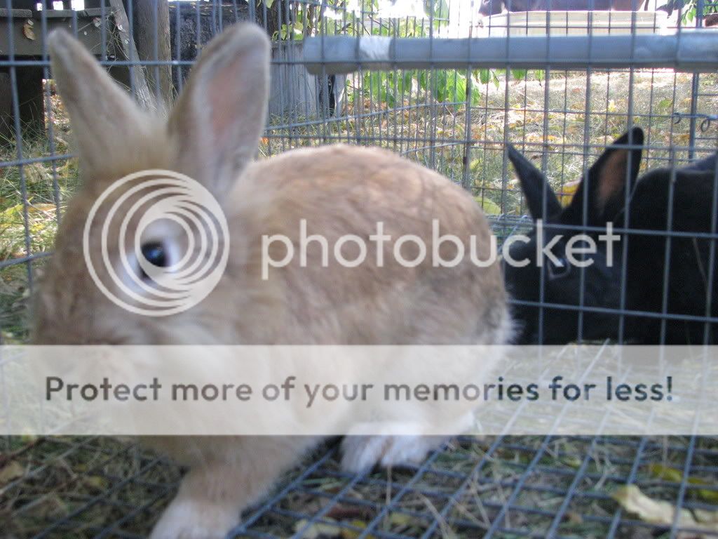 Picture2515.jpg picture by radrabbits